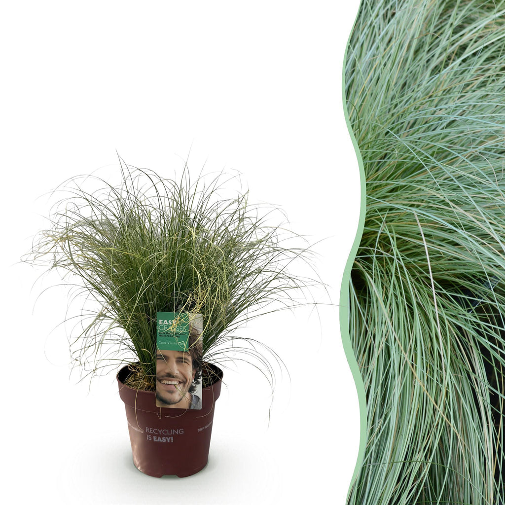 Siergrassen - Carex comans Frosted Curls - Groen - 1 Planten - Groenblijvend - Winterhard - Pot 17cm Hoogte 50cm