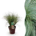 Siergrassen - Carex comans Frosted Curls - Groen - 1 Planten - Groenblijvend - Winterhard - Pot 17cm Hoogte 50cm