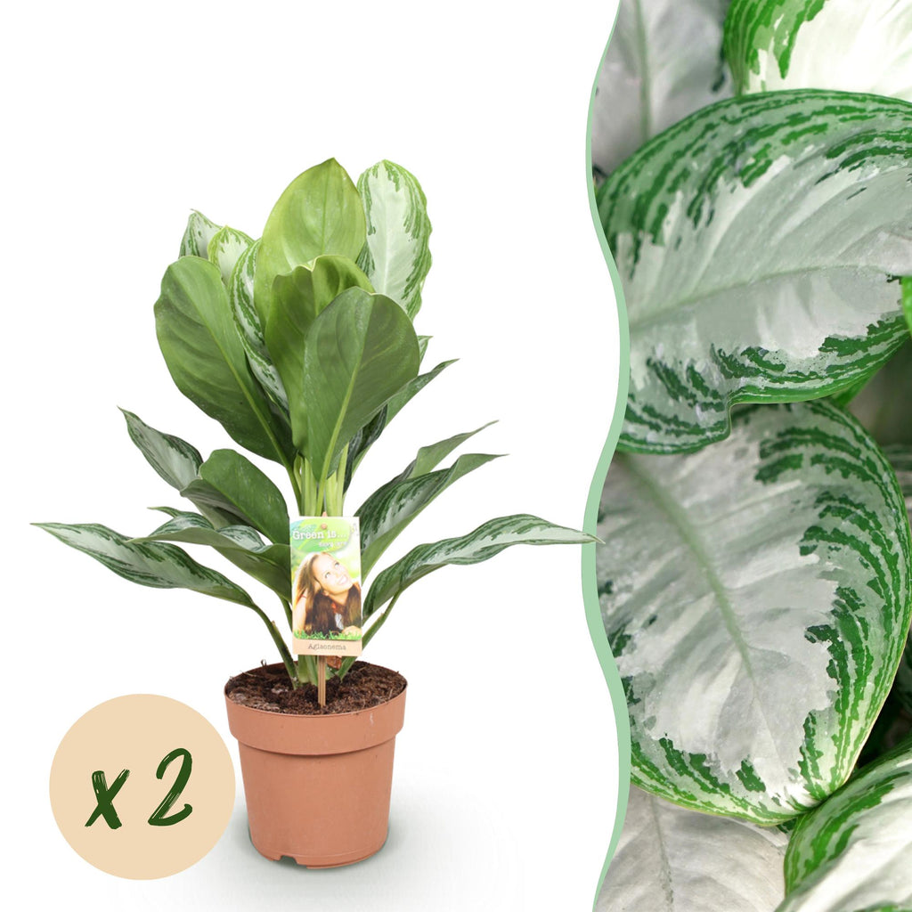 Green is... Kamerplanten - Aglaonema Silver Bay - Zilverblad - Weinig onderhoud - Groen - 2 Planten - Pot 17cm - Hoogte 70-75cm
