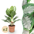 Green is... Kamerplanten - Aglaonema Silver Bay - Zilverblad - Weinig onderhoud - Groen - 2 Planten - Pot 17cm - Hoogte 70-75cm