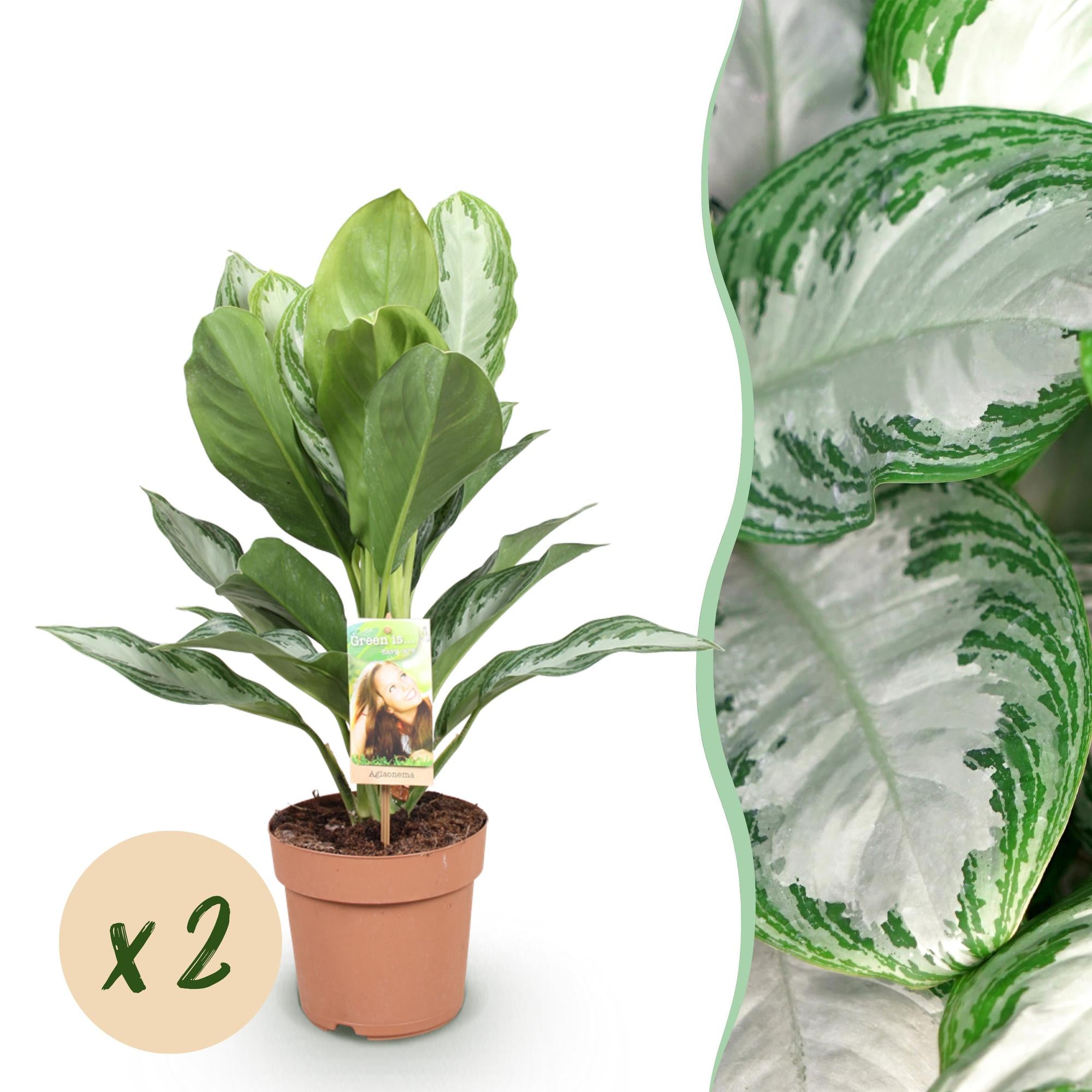 Green is... Kamerplanten - Aglaonema Silver Bay - Zilverblad - Weinig onderhoud - Groen - 2 Planten - Pot 17cm - Hoogte 70-75cm