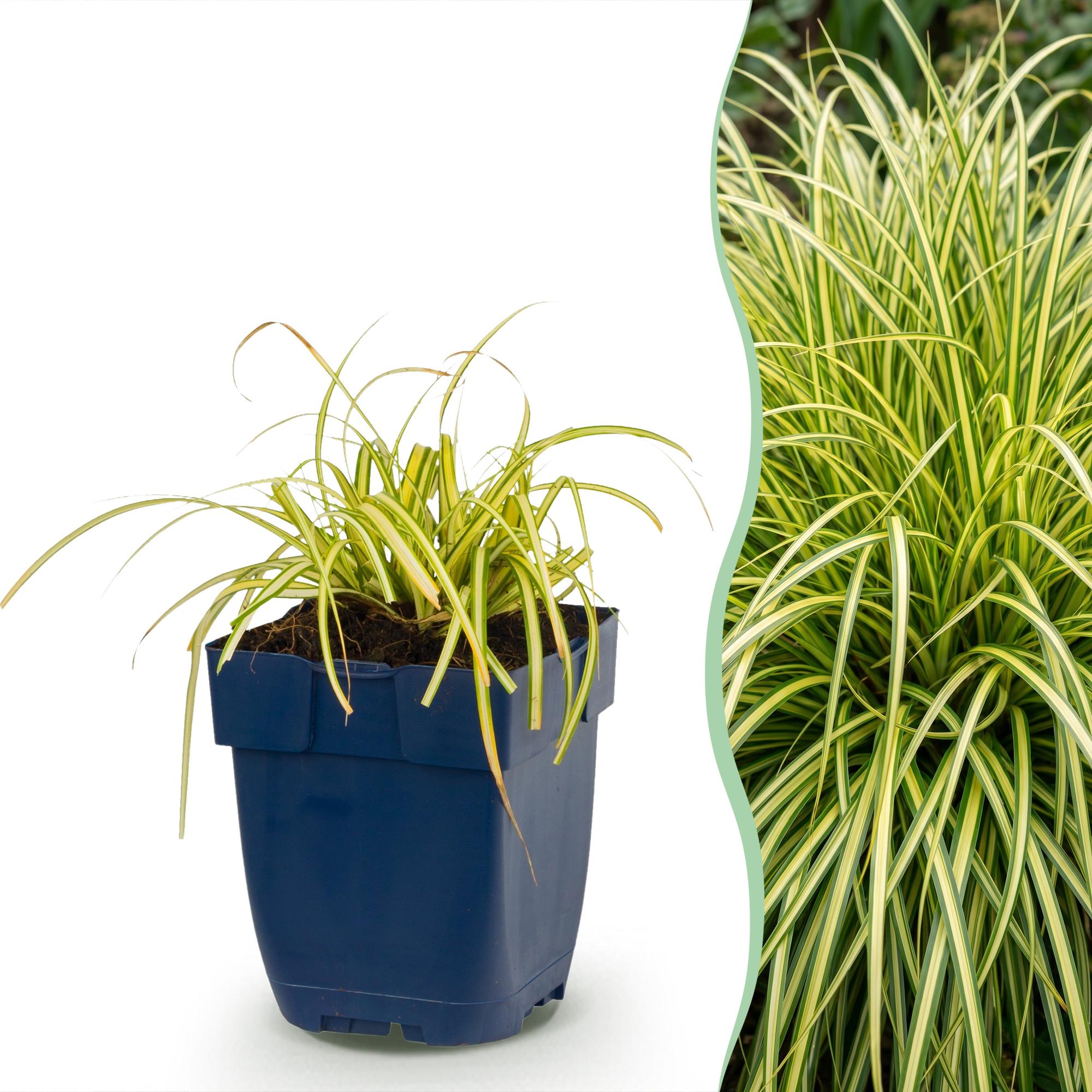 Grassen - Carex oshimensis Evergold - Japanse Zegge - Groenblijvend - Geel-Groen - 1 Plant - Pot 11cm - Hoogte 15-25cm