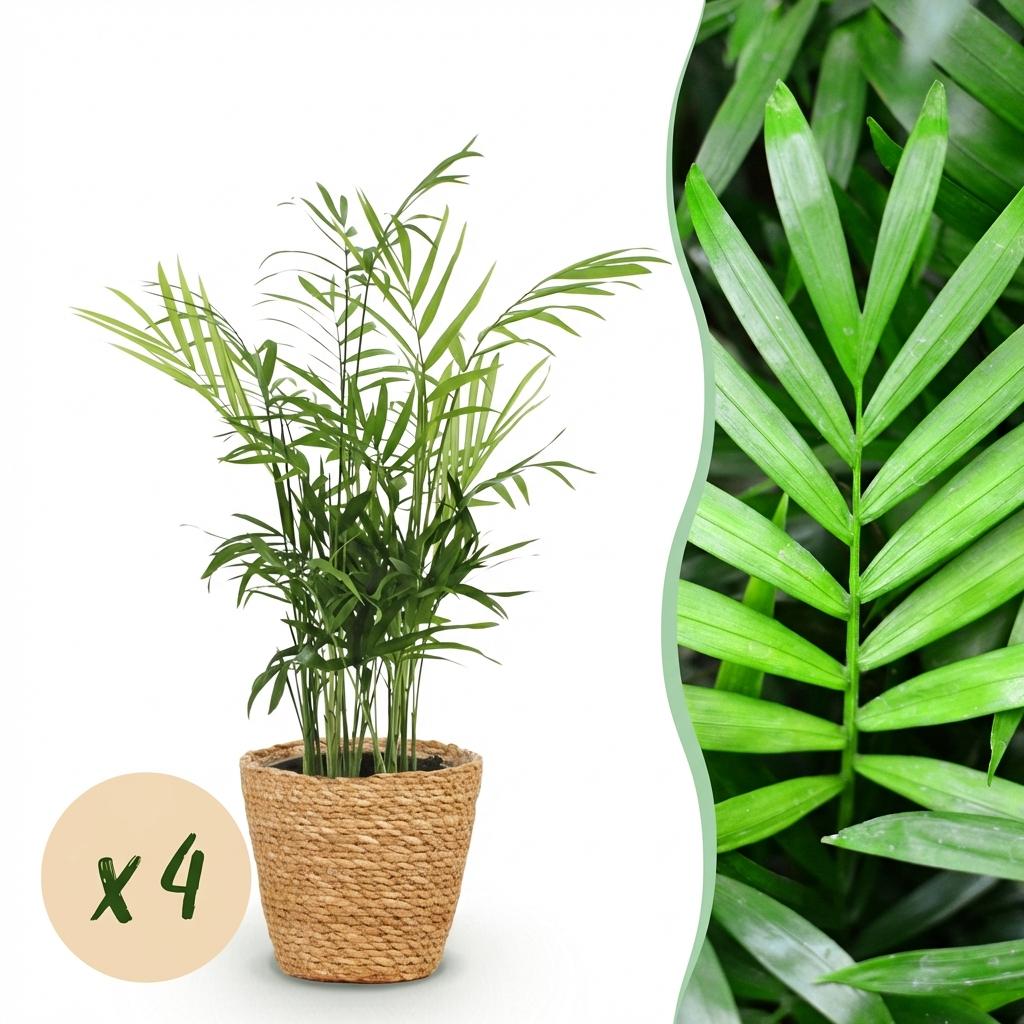 Kamerplant - Chamaedorea elegans - Goudpalm - Huisdiervriendelijke Plant - Groen - 4 Planten - met Mand - Pot 12cm - Hoogte 15cm