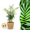 Kamerplant - Chamaedorea elegans - Goudpalm - Huisdiervriendelijke Plant - Groen - 4 Planten - met Mand - Pot 12cm - Hoogte 15cm