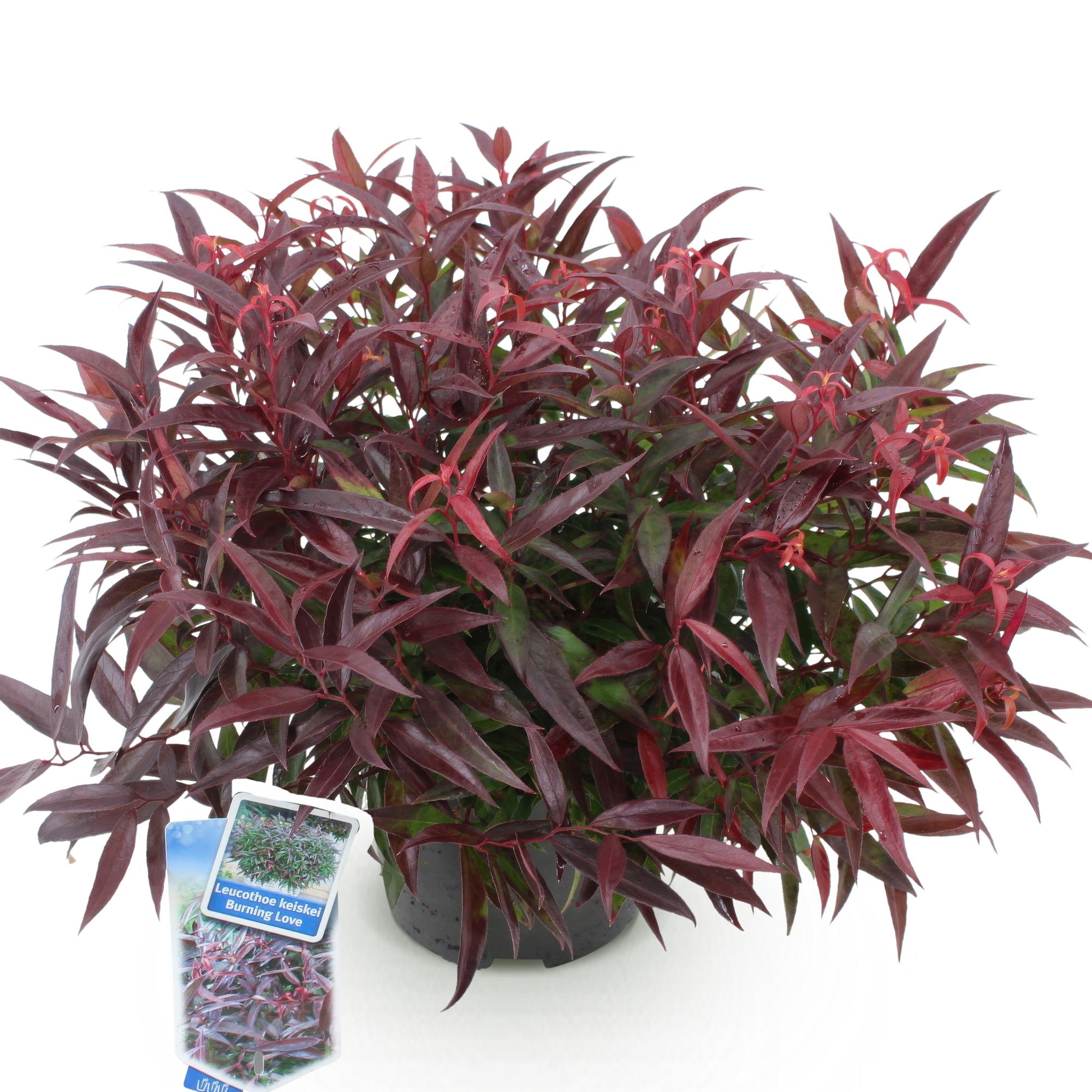 Tuinplant - Leucothoe Burning Love - Rood - 1 Plant -  Groenblijvend - Weinig Onderhoud - Pot 17cm Hoogte 45cm