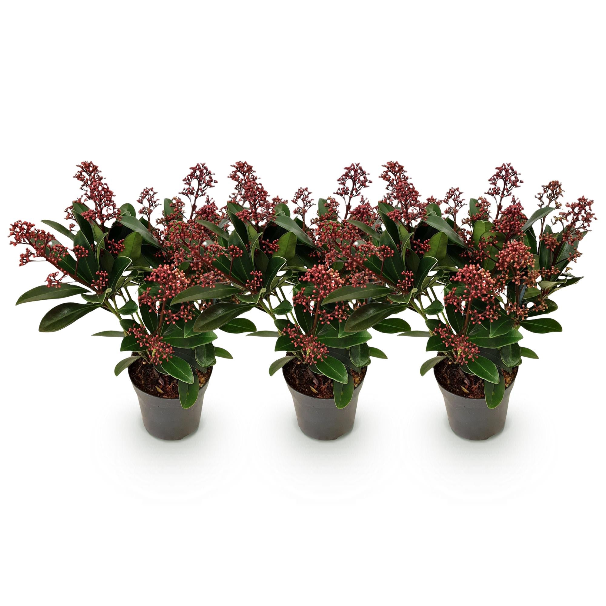 Terrasplant - Skimmia japonica Rubella - Bloem Rood - 10+ Bloemen - 3 Planten - Winterhard - Pot 10,5cm Hoogte 25cm