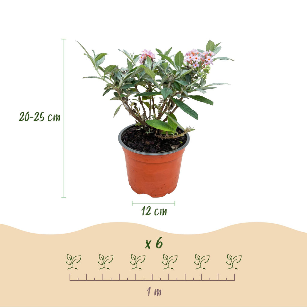 Tuinplant - Buddleja davidii Butterfly Candy Little Pink - Vlinderstruik - Compact - Roze - 1 Plant - Pot 12cm - Hoogte 20-25cm