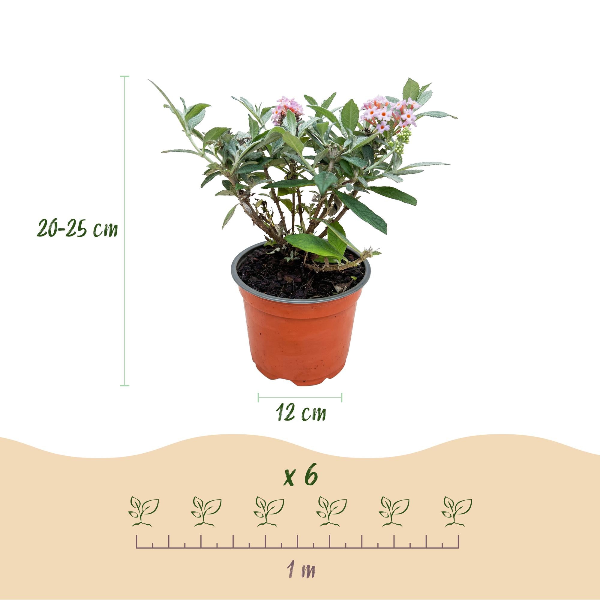 Tuinplant - Buddleja davidii Butterfly Candy Little Pink - Vlinderstruik - Compact - Roze - 1 Plant - Pot 12cm - Hoogte 20-25cm
