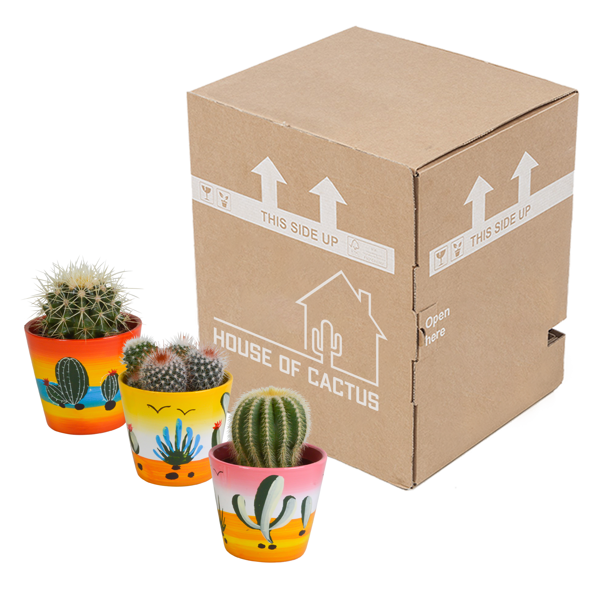 Bolcactus mix 8,5 cm | 3 stuks - in Mexicaanse pot