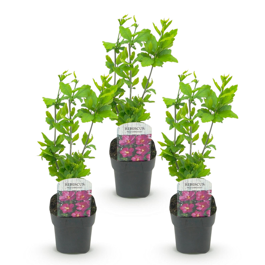 Tuinplant - Hibiscus syriacus Woodbridge - Tuin Hibiscus - Winterhard - Roze - 3 Planten - Pot 17cm - Hoogte 45cm