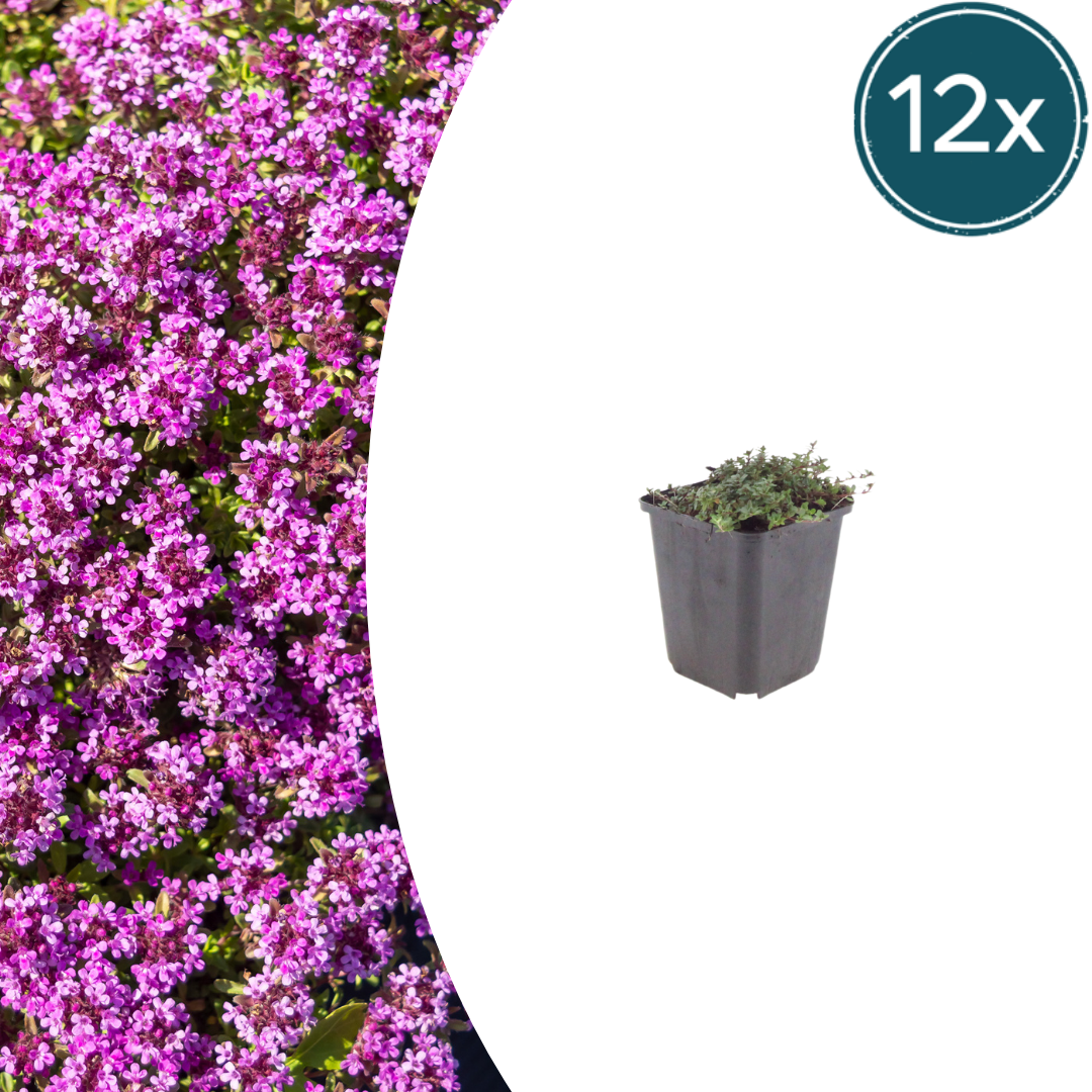 12x Thymus praecox 'Coccineus' - ↕10-25cm - Ø9cm