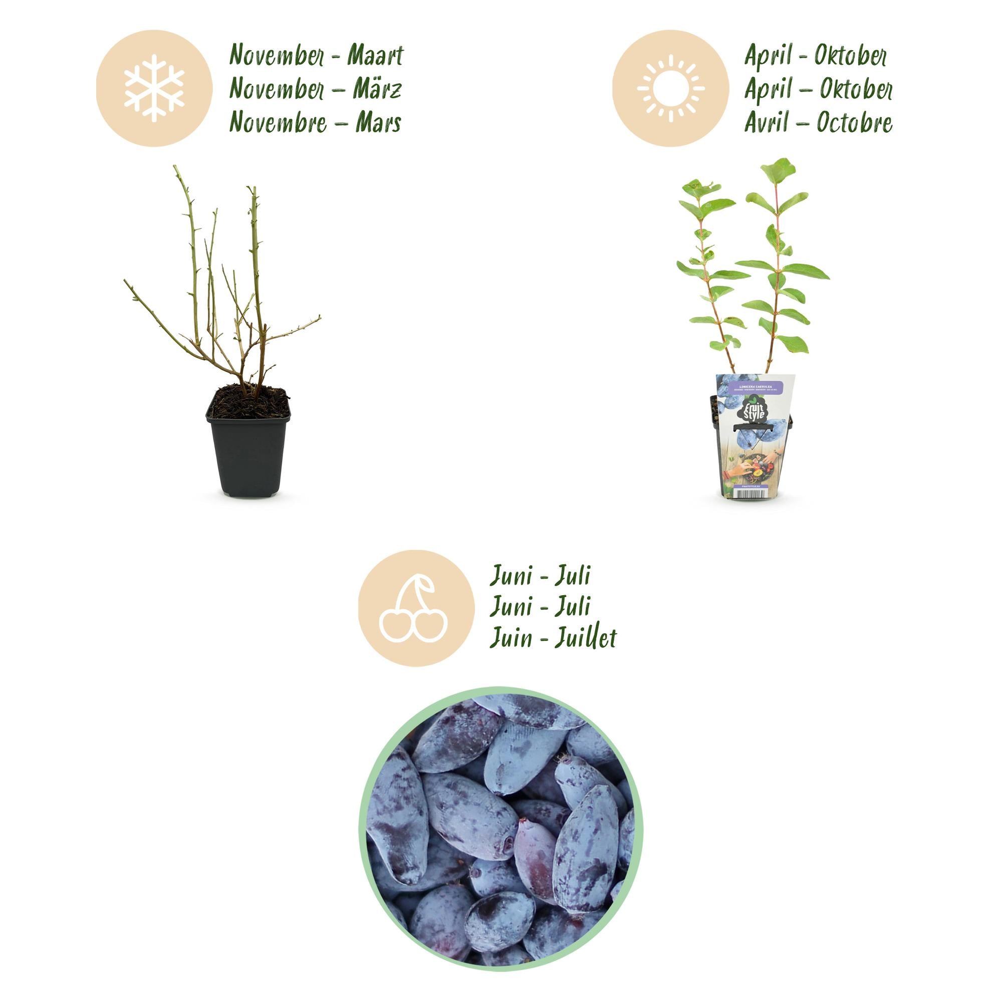 Fruitplanten - Honingbes - Lonicera caerulea Kamtschatica - Winterhard - 6 Planten - Pot 9 cm - Blauw  Bes