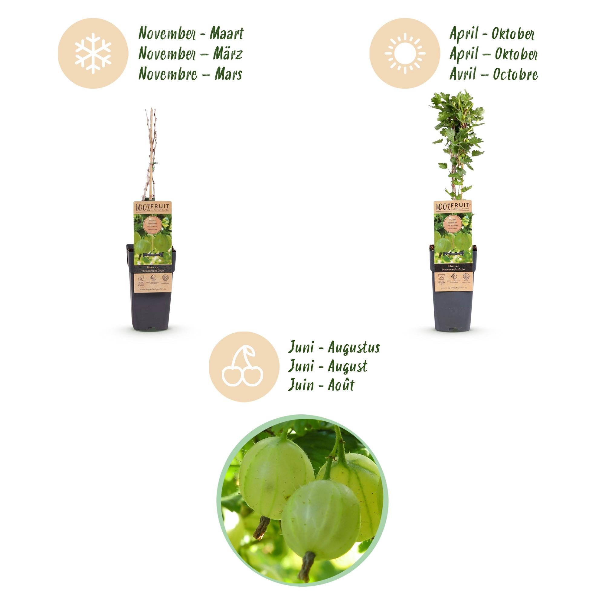 Fruitplant - Ribes uva-crispa Hinnonmäki Grün - Kruisbes - Winterhard - Groene Bes - 2 Planten - Pot 15cm - Hoogte 50cm