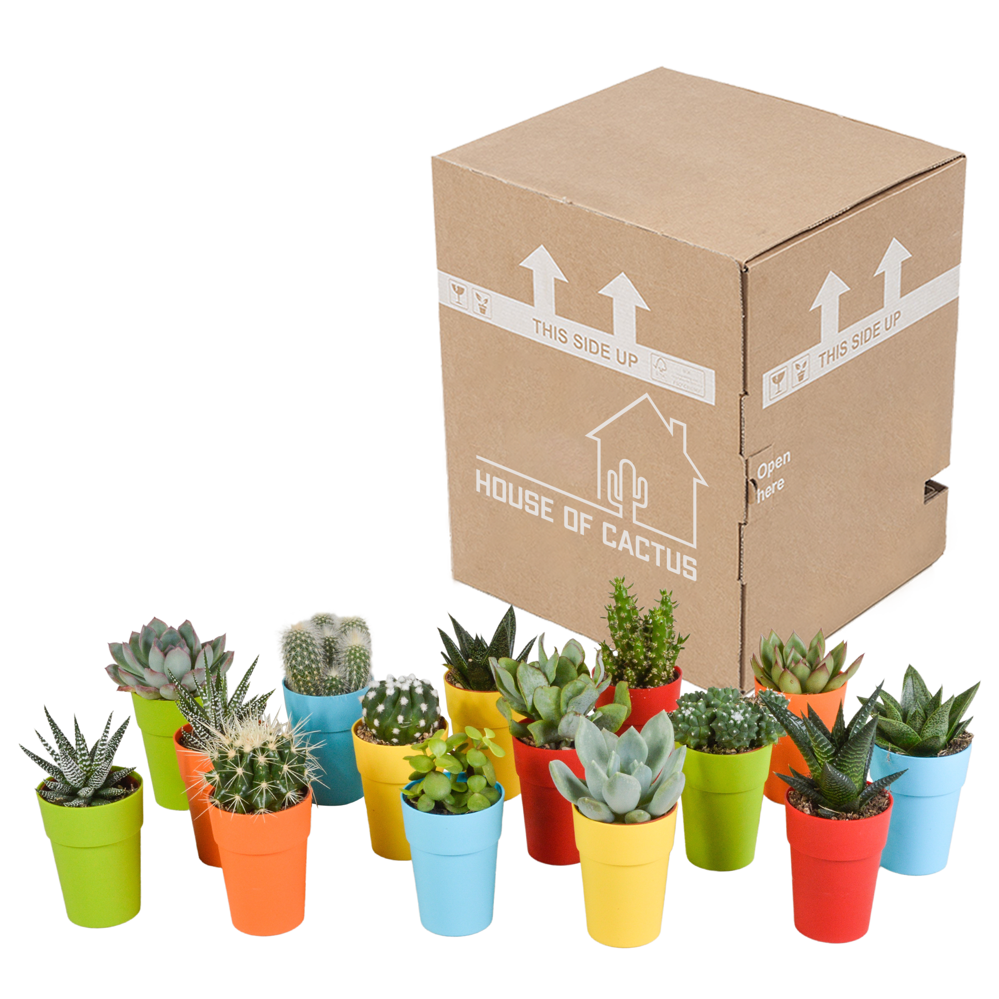 Cactus en vetplanten mix 5.5 cm | 15 stuks - in gekleurde plasticpot