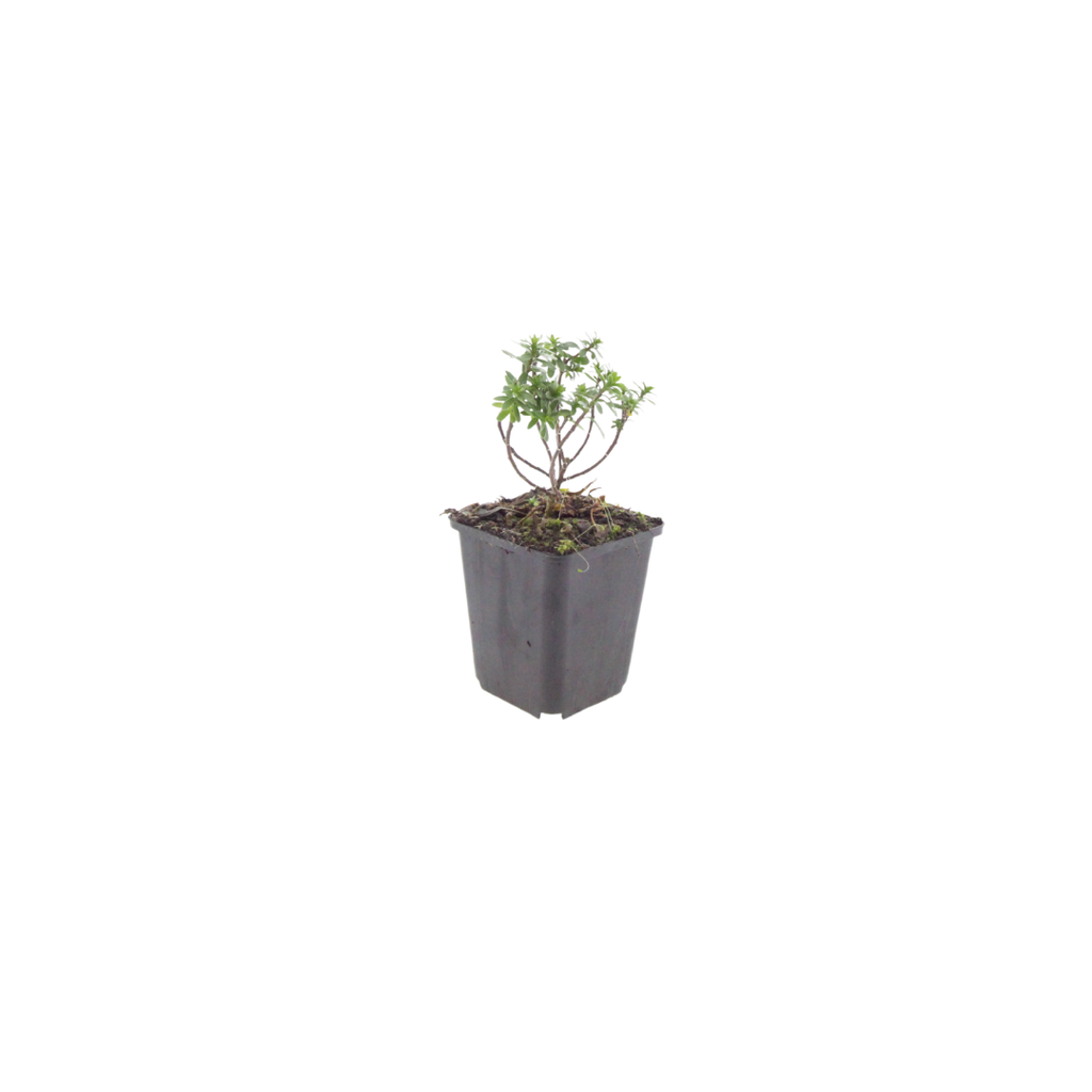 24x Iberis semp. 'Schneeflocke' - ↕10-25cm - Ø9cm
