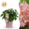 Tuinplant - Hydrangea panniculata Groundbreaker Blush - Pluimhortensia - Winterhard - Roze - 8 Planten - Pot 14cm -Hoogte 20-25cm