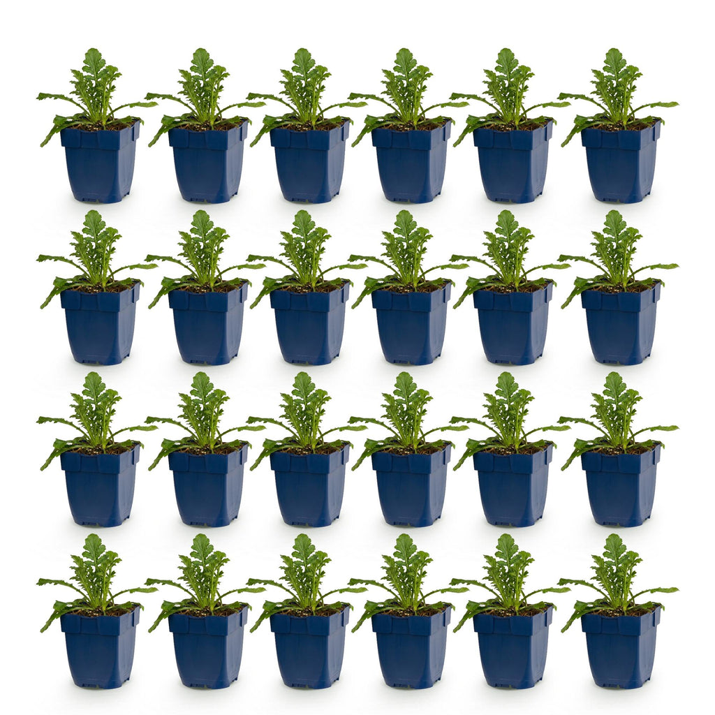 Vasteplant - Scabiosa Duo - Duifkruid - Bijen en Vlinderlokkers - Paars - Roze - 24 Planten - Pot 11cm - Hoogte 15-25cm