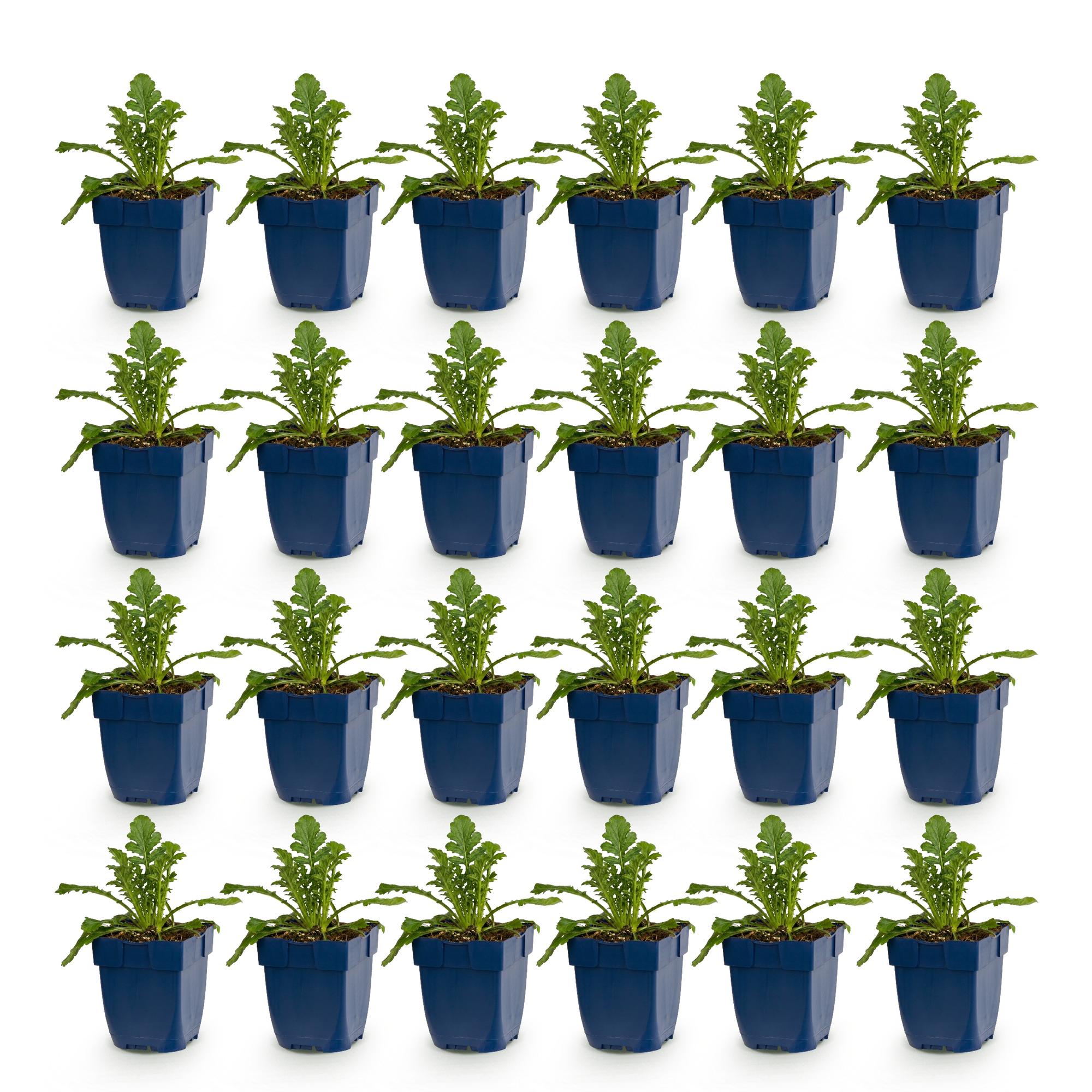 Vasteplant - Scabiosa Duo - Duifkruid - Bijen en Vlinderlokkers - Paars - Roze - 24 Planten - Pot 11cm - Hoogte 15-25cm