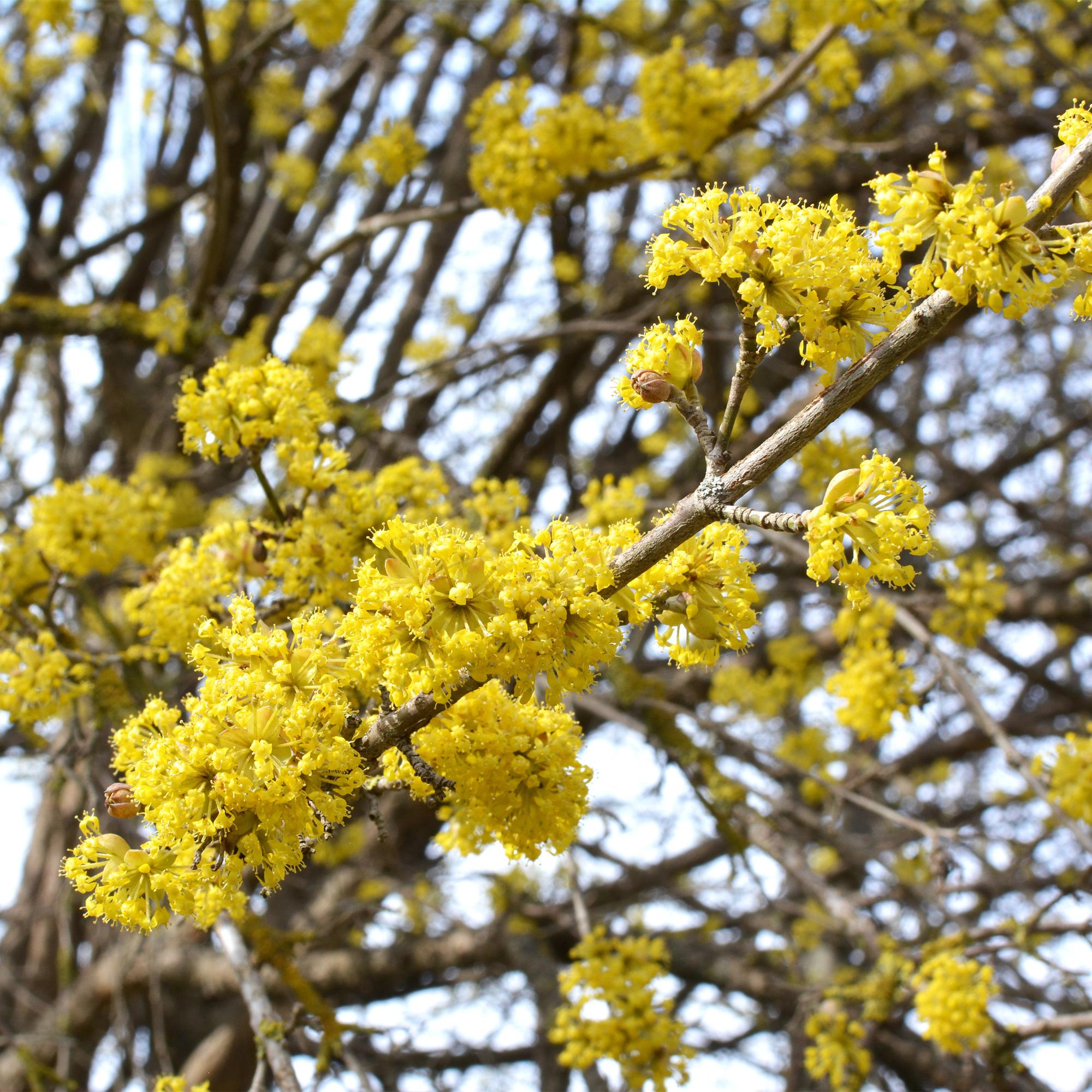 Tuinplant - Cornus mas - Bloem Geel - 3 Planten - Bladverliezend - Weinig Onderhoud - Pot 12cm Hoogte 35cm