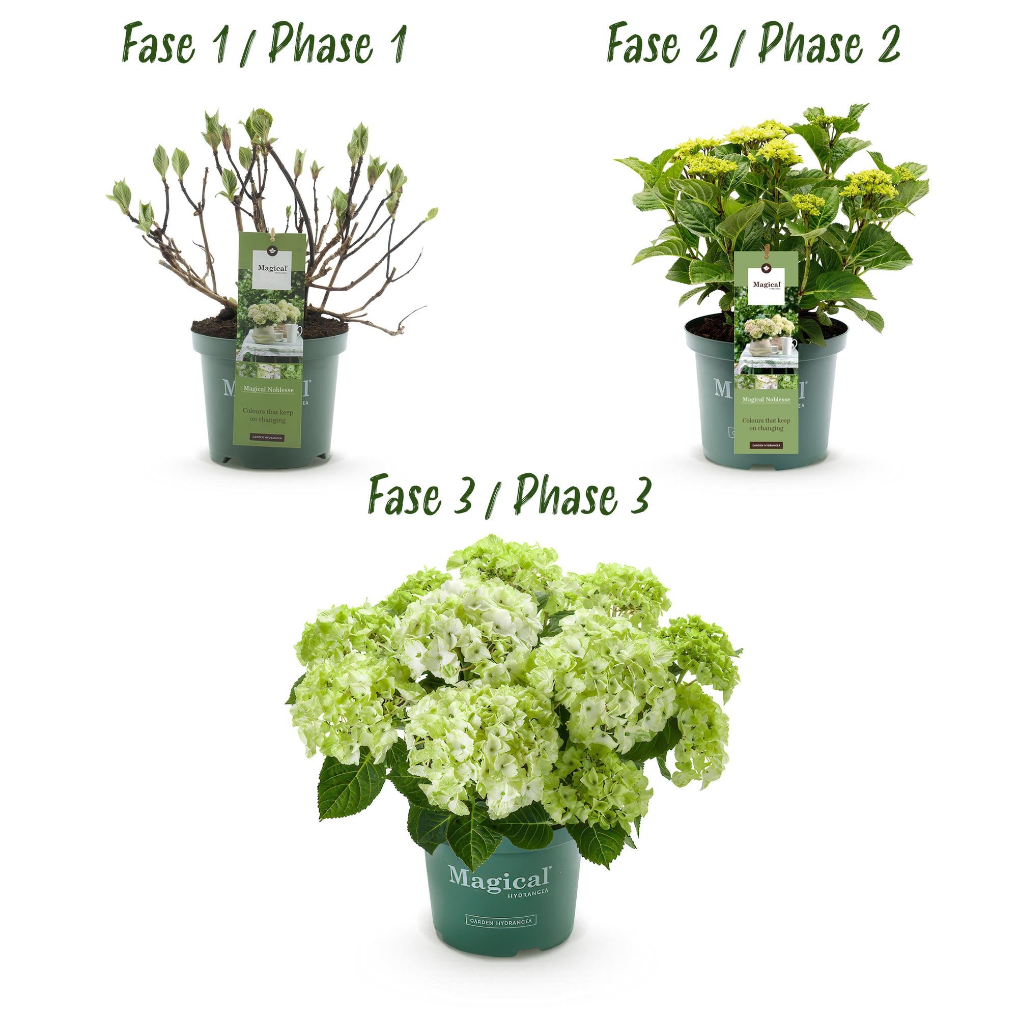 Terrasplant - Hortensia - Hydrangea Magical Nobless - Wit - 6-10 Bloemen - 2 Planten - Pot 23cm Hoogte 55cm