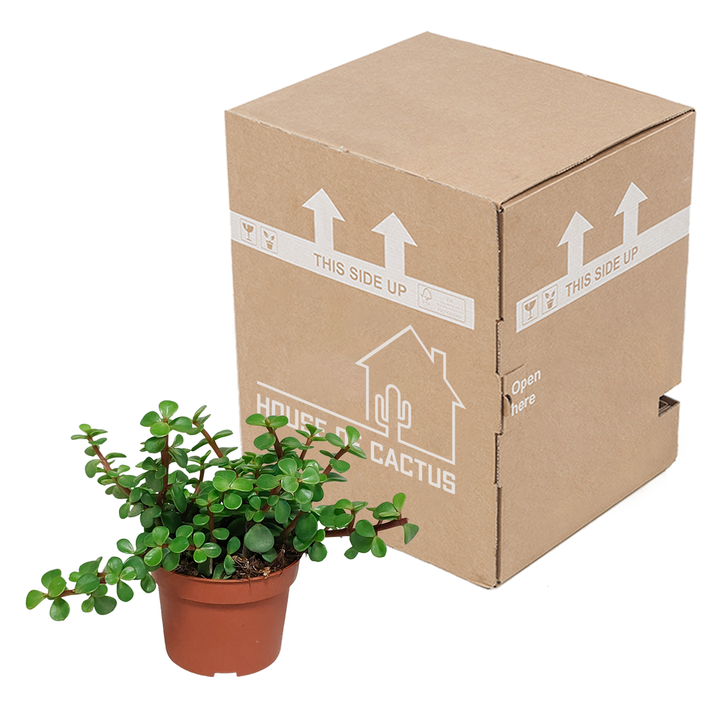 Portulacaria afra - zonder pot