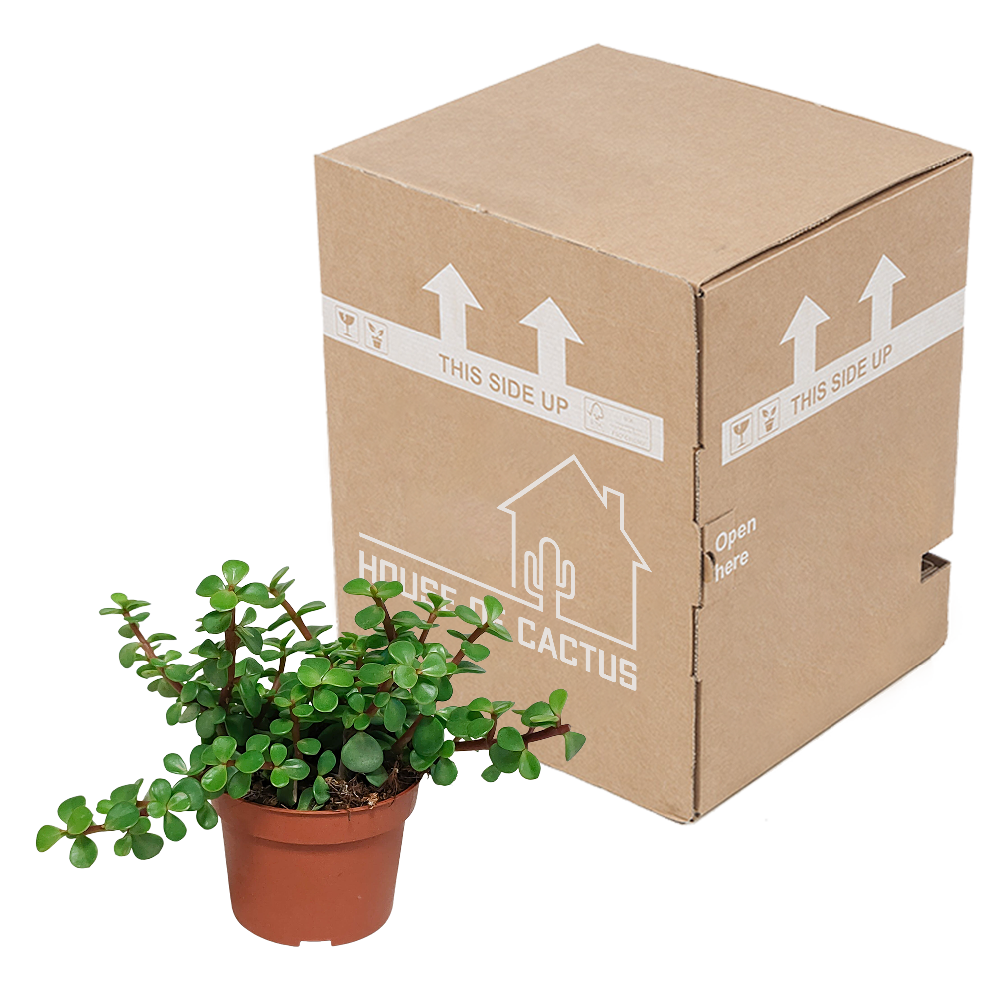 Portulacaria afra - zonder pot