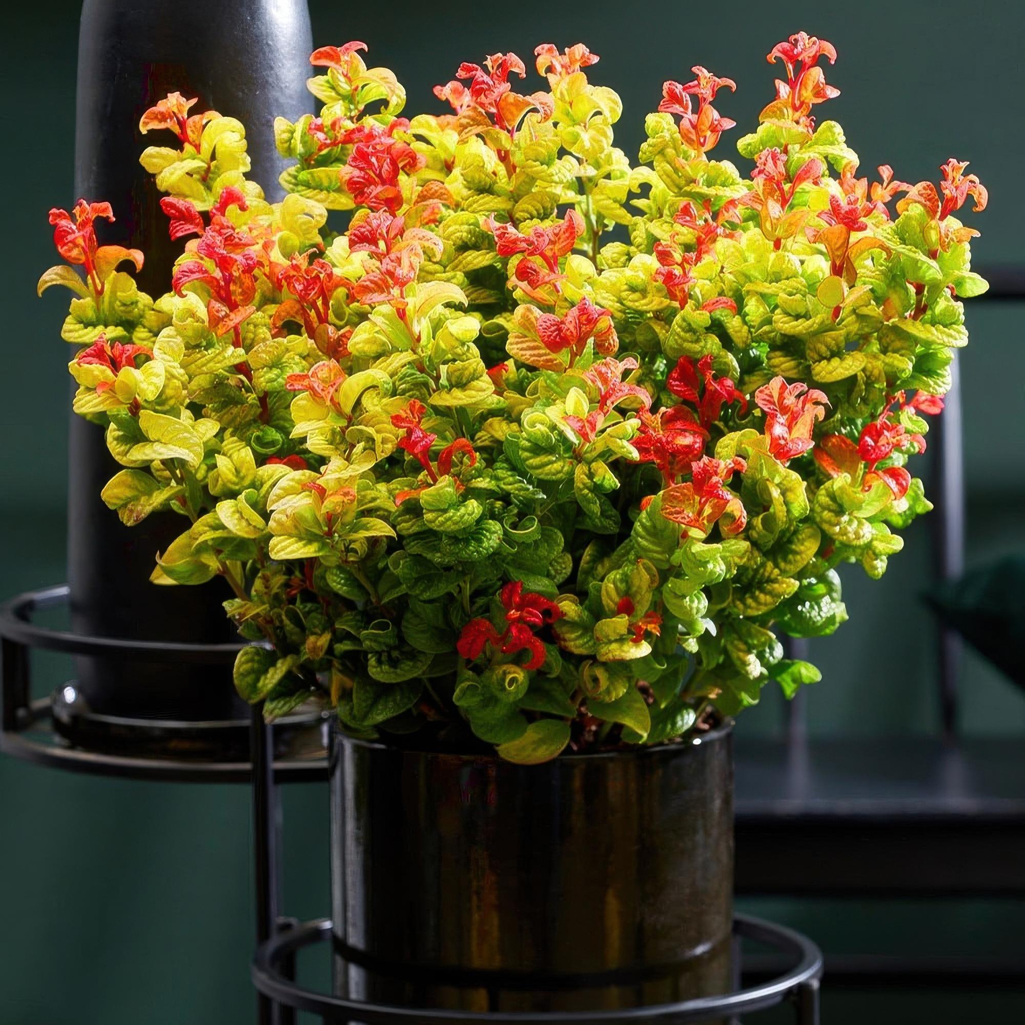 Tuinplant - Leucothoe Curly Gold - Geel - 1 Plant - Groenblijvend - Weinig Onderhoud - Pot 17cm Hoogte 40cm