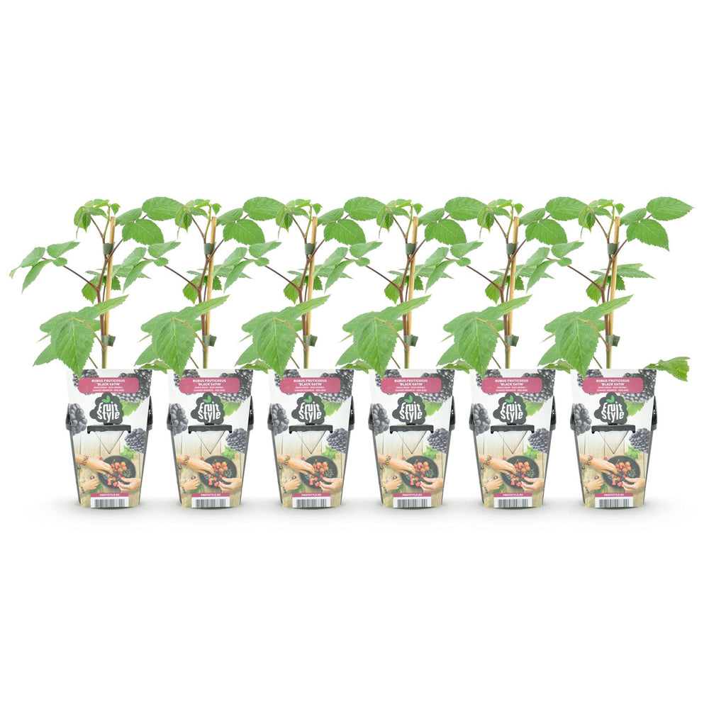 Fruitplanten - Braam - Rubus Black Satin - Winterhard - 6 Planten - Pot 9 cm - Zwarte Braam