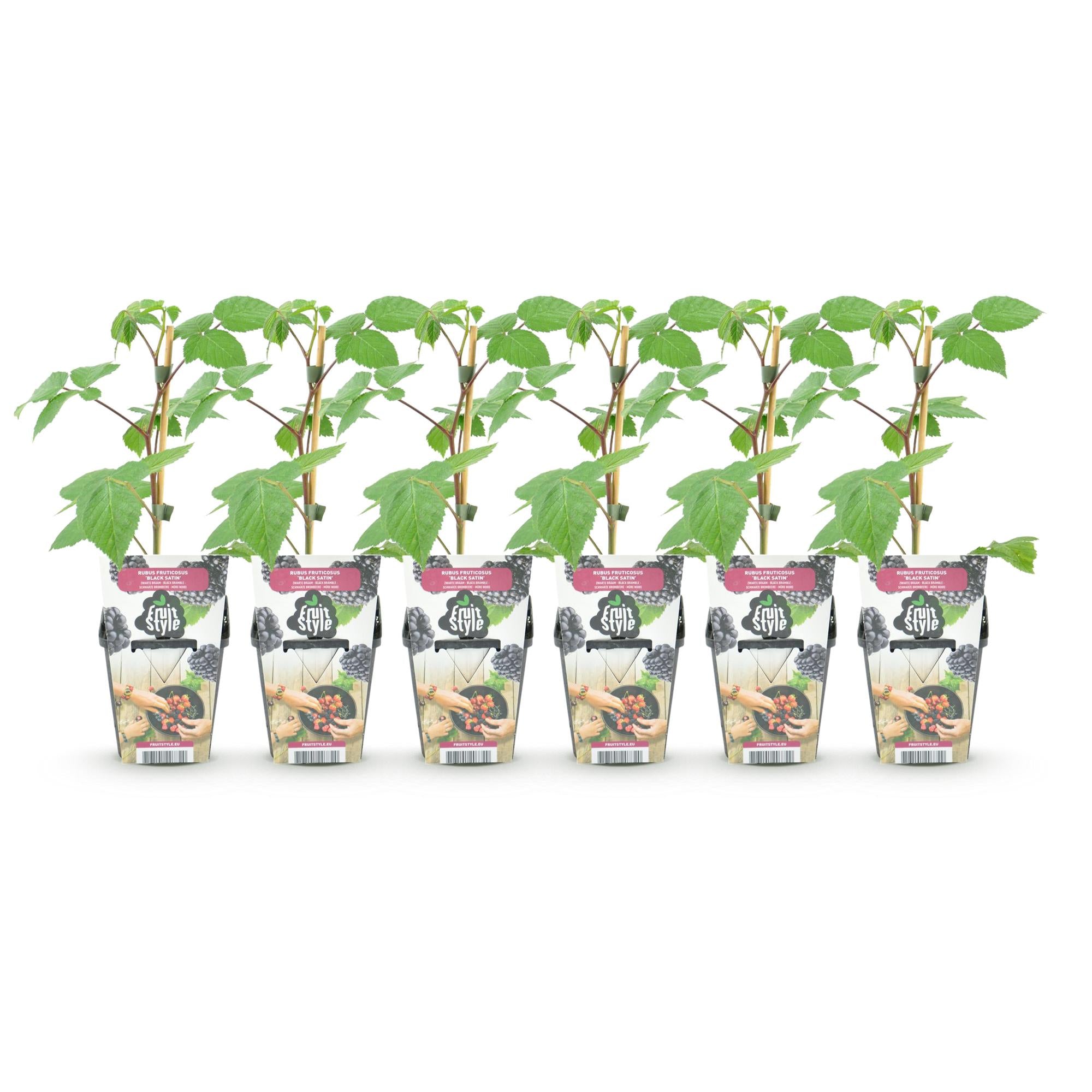 Fruitplanten - Braam - Rubus Black Satin - Winterhard - 6 Planten - Pot 9 cm - Zwarte Braam