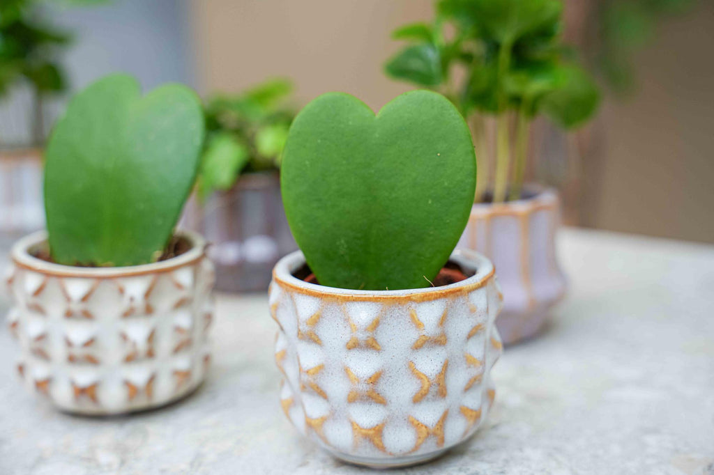 Plant set van 6 met pot set San Juan - plant mix - Ø 6 cm