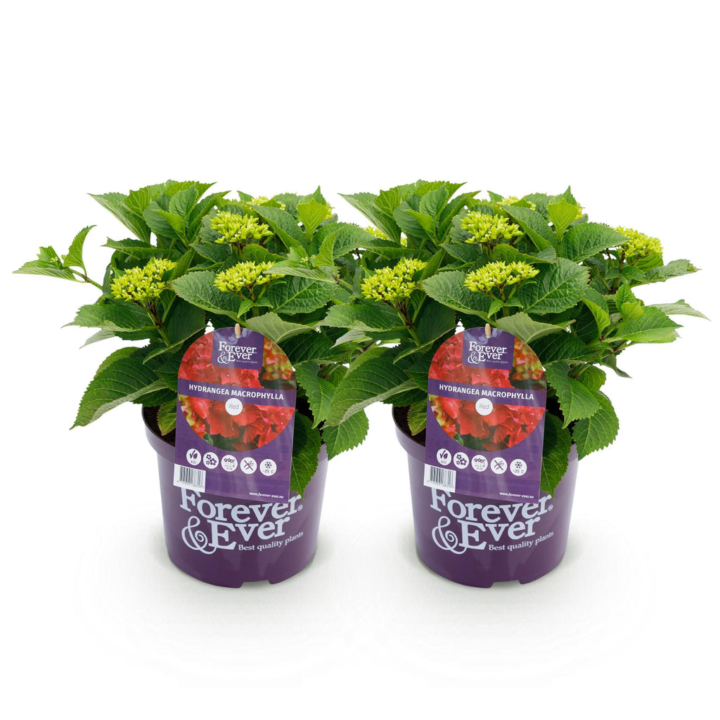 Terrasplant - Hortensia - Hydrangea Forever & Ever - Rood - 7-12 Bloemen - 2 Planten - Pot 23cm Hoogte 55cm