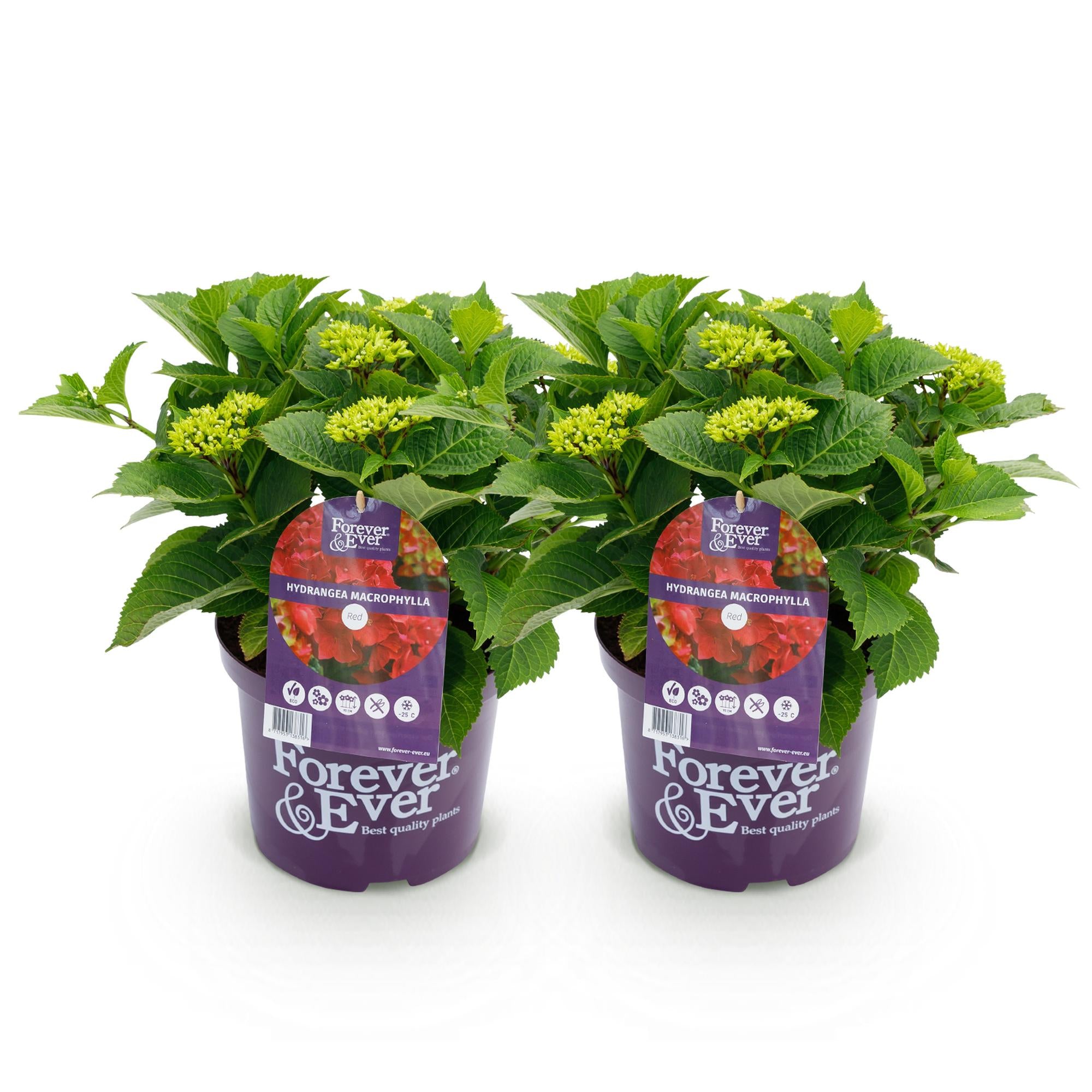 Terrasplant - Hortensia - Hydrangea Forever & Ever - Rood - 7-12 Bloemen - 2 Planten - Pot 23cm Hoogte 55cm