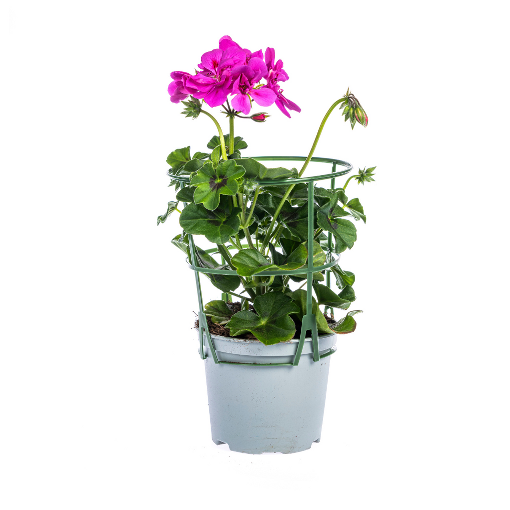 8x Pelargonium Peltatum Violet Ø12 cm - ↕20 cm
