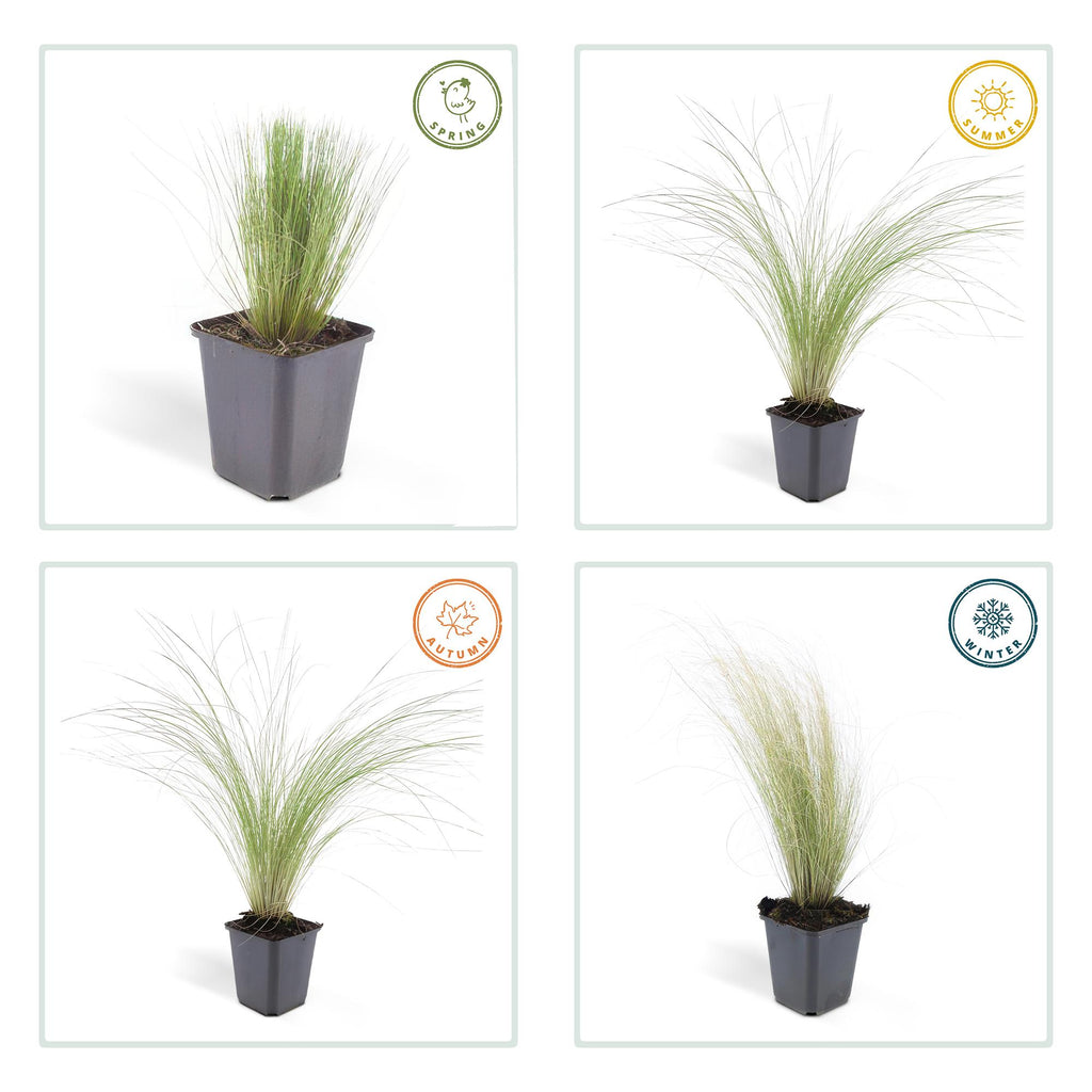 6x Stipa tenuissima 'Ponytails' - ↕10-25cm - Ø9cm