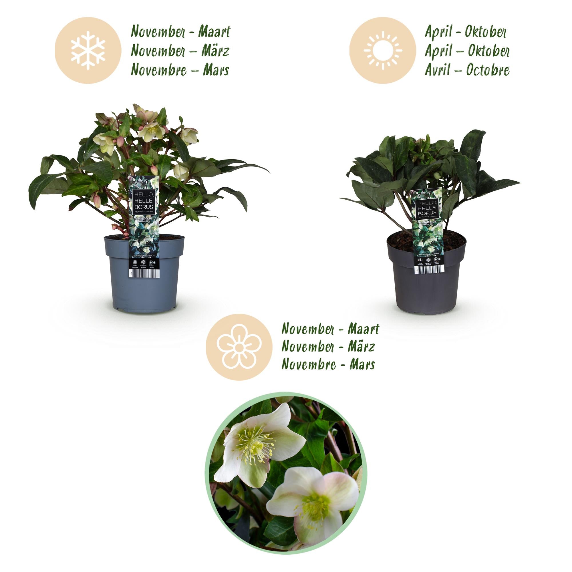 Tuinplant - Lenten Rose - Helleborus Diamfire - Groene Bloem - Groenblijvend - Pot 19cm Hoogte 40cm