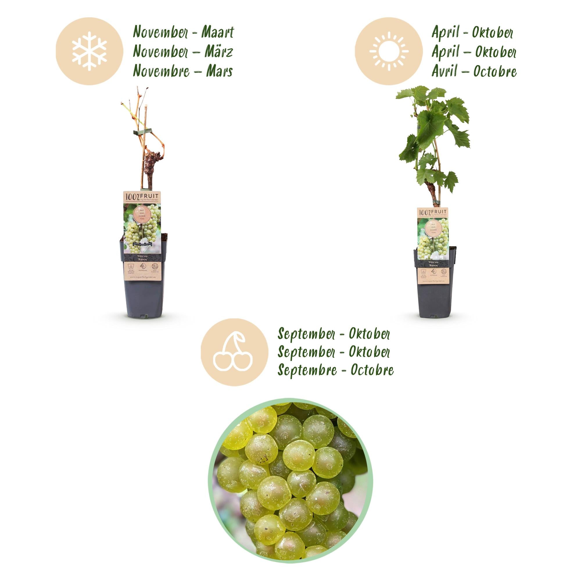 Fruitplant - Vitis vinifera Bianca - Druivenplant - Geent - Witte Druif - 2 Planten - Pot 15cm - Hoogte 50cm