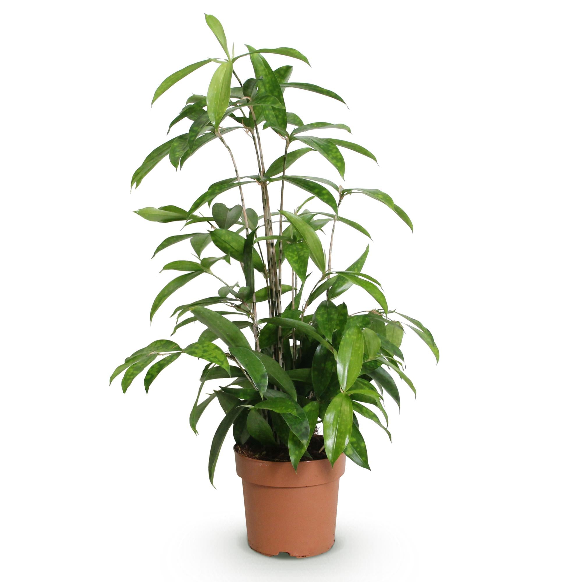 Green is... Kamerplanten - Dracaena surculosa - Drakenbloedboom - Weinig onderhoud - Groen - 1 Plant - Pot 17cm - Hoogte 60-70cm