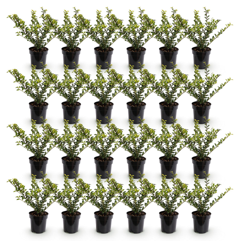 24x Ilex crenata Golden Gem - Japanse Hulst - Haagplanten - Groenblijvend - Geel - Pot 9cm - Hoogte 20-30cm