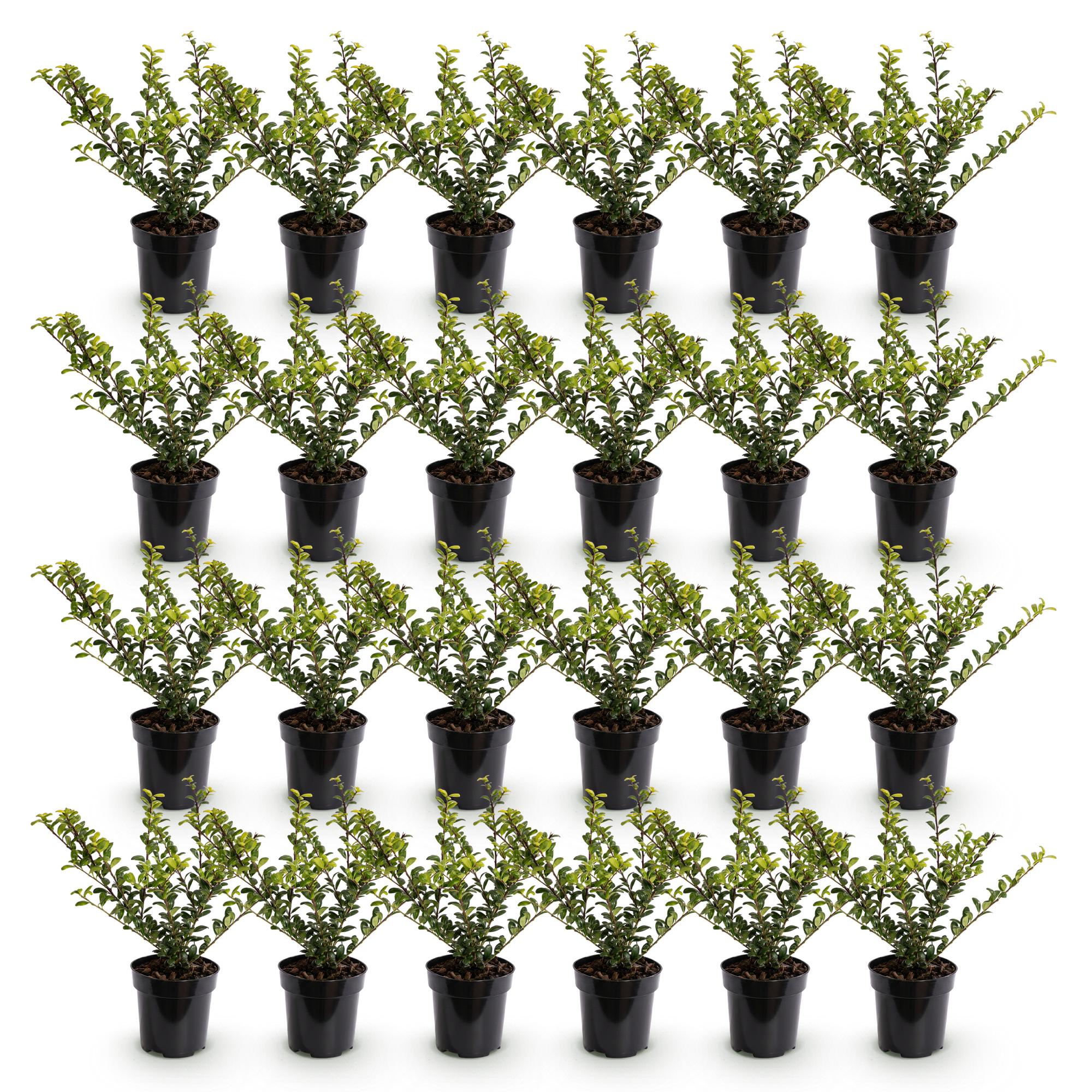 24x Ilex crenata Golden Gem - Japanse Hulst - Haagplanten - Groenblijvend - Geel - Pot 9cm - Hoogte 20-30cm