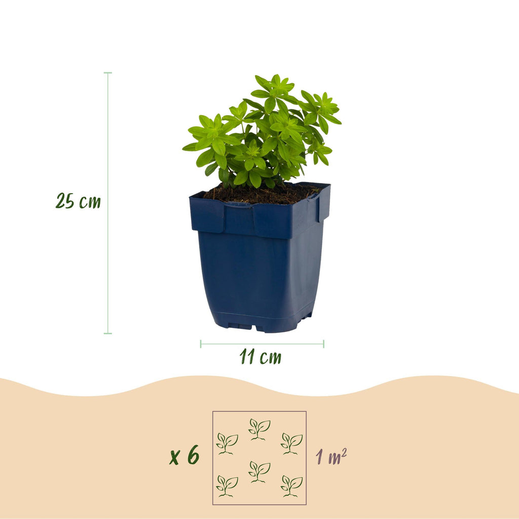 Vasteplant - Galium odoratum - Walstro - Bodembedekkend - Wit - 6 Planten - Pot 11cm - Hoogte 15-25cm