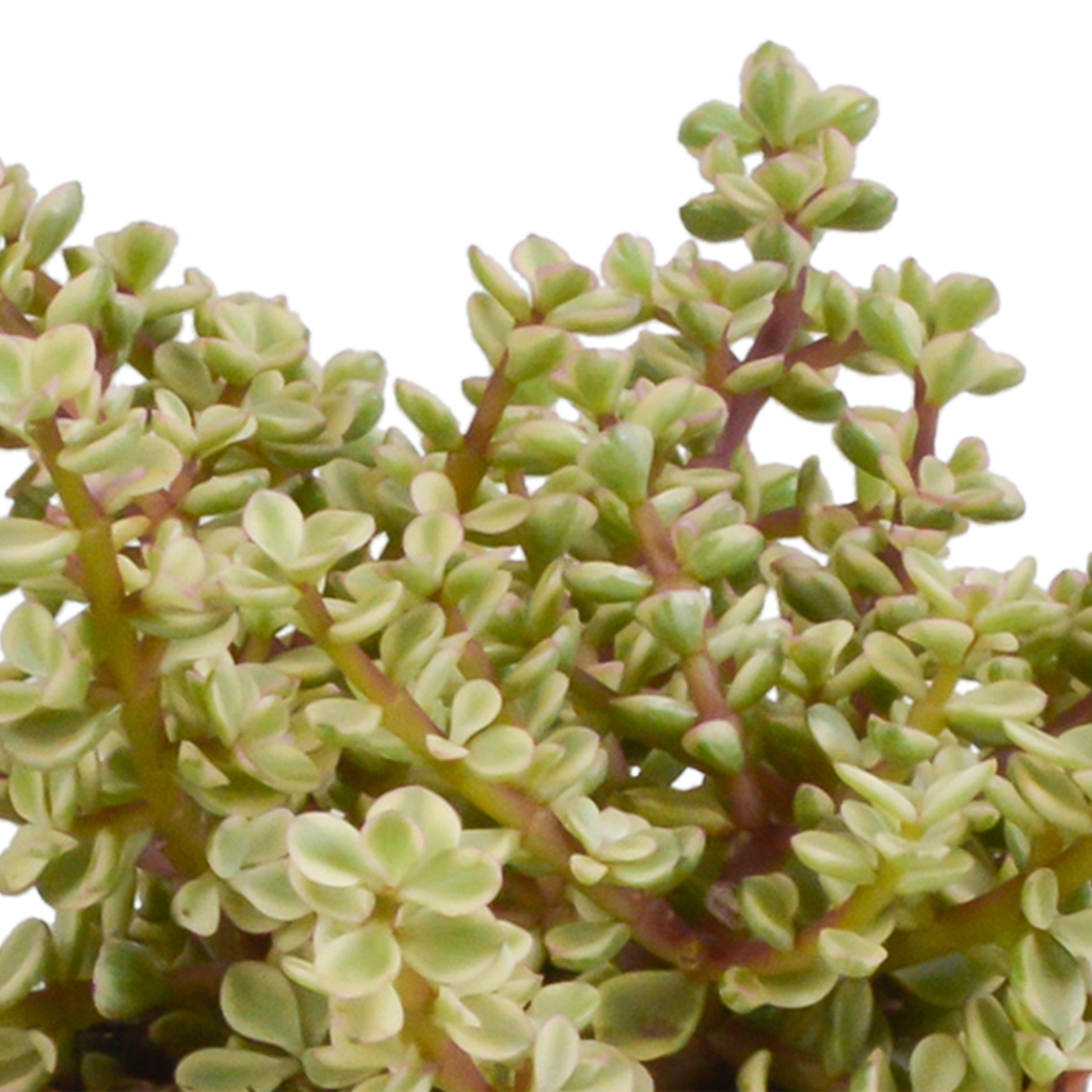 Crassula mix 10,5 cm - 3x - in Mexicaanse pot