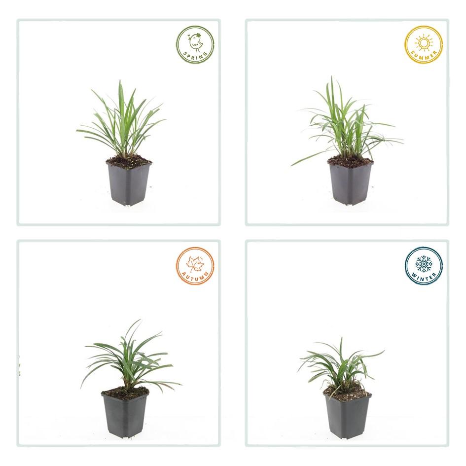 24x Liriope muscari 'Moneymaker' - ↕10-25cm - Ø9cm