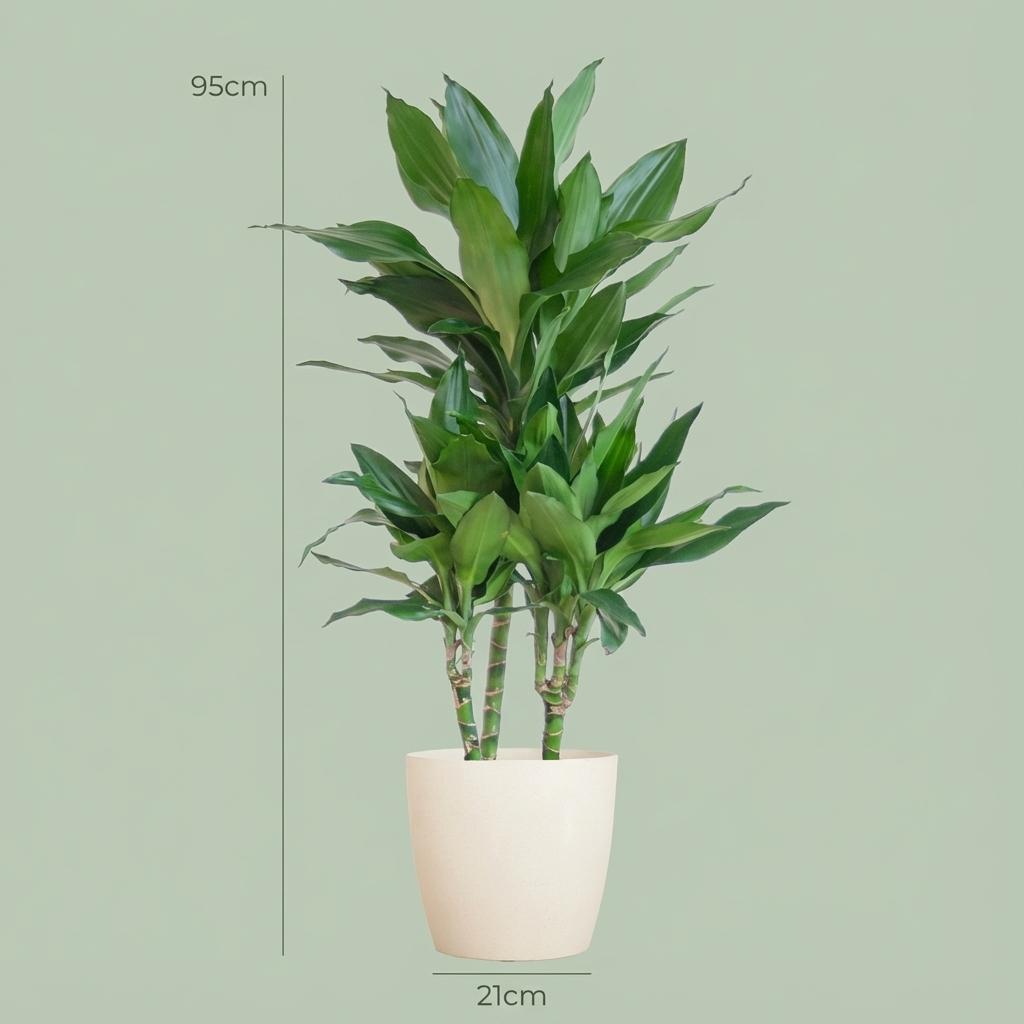 Dracaena  Janet Lindt met Potter wit - 95cm - Ø21