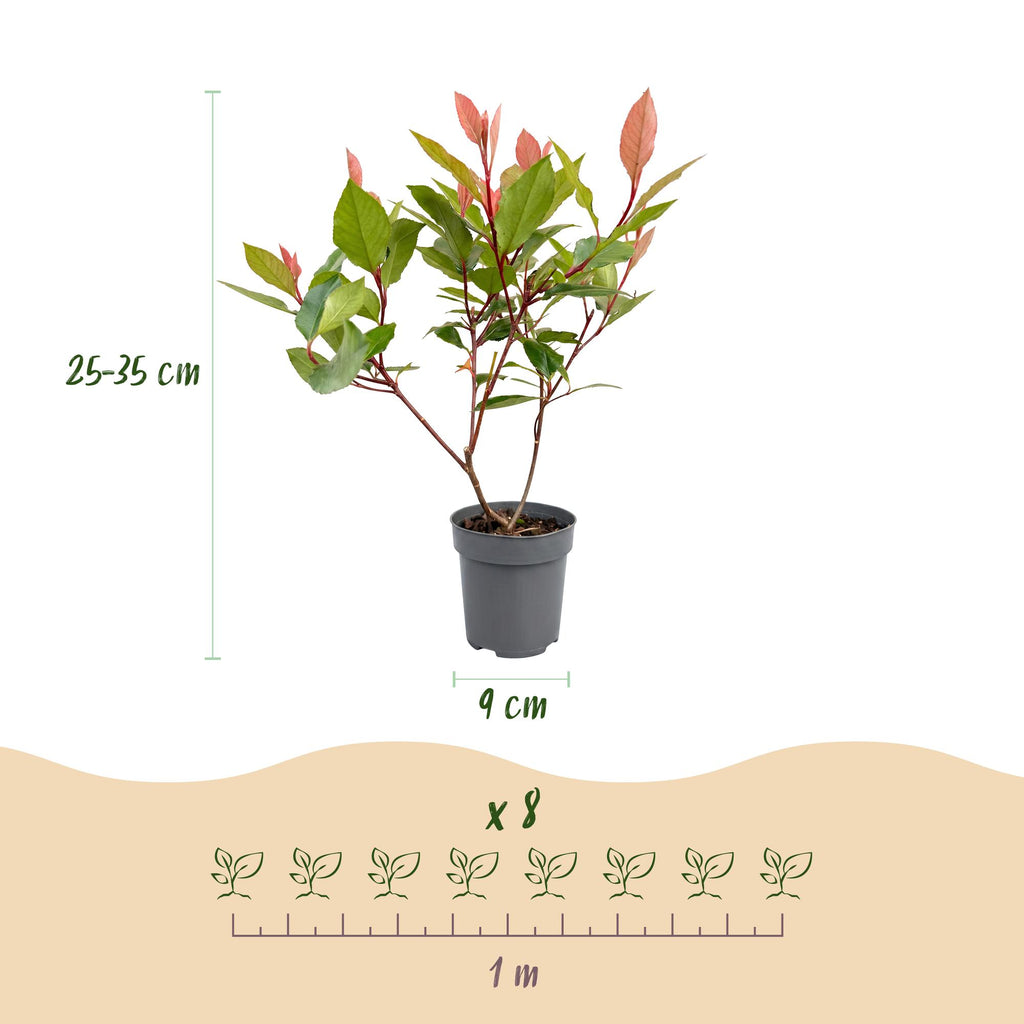 8x Photinia fraseri Little Red Robin - Glansmispel - Haagplanten - Groenblijvend - Rood - Pot 9cm - Hoogte 25-35cm