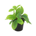 ARTIFICIAL Hoya green - 20cm