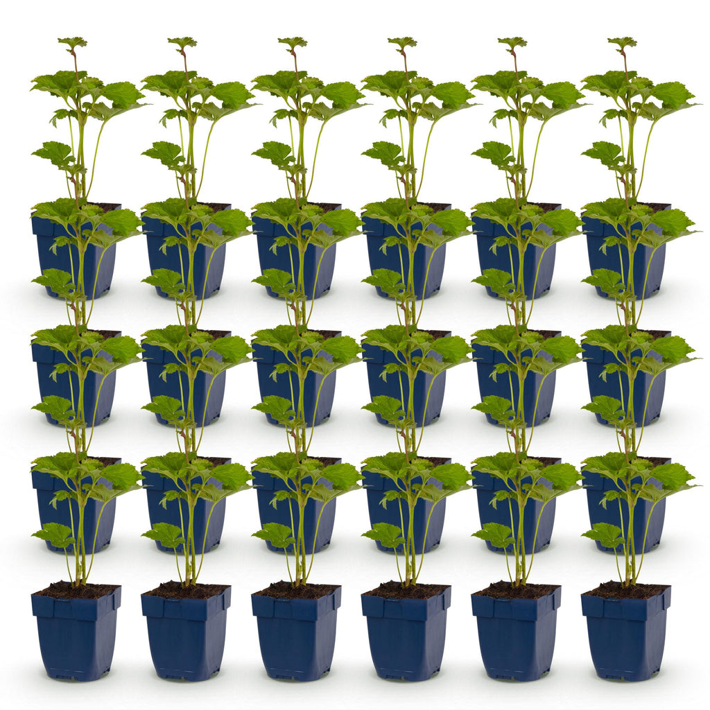 Vasteplant - Anemone hybr. Kön. Charlotte - Herfst Anemoon - Schaduw - Roze - 24 Planten - Pot 11cm - Hoogte 15-25cm