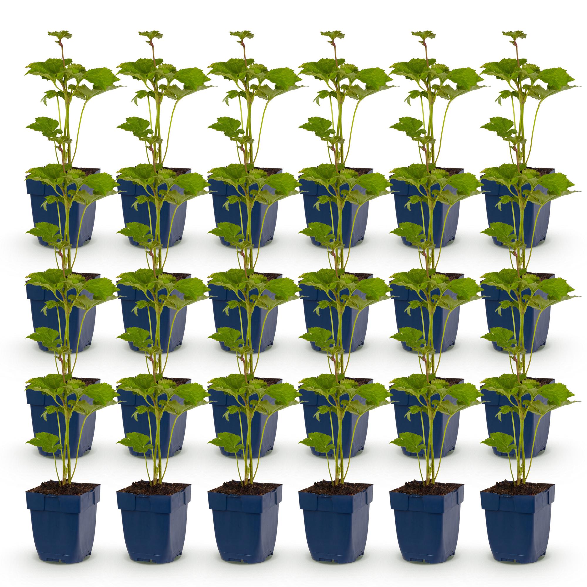 Vasteplant - Anemone hybr. Kön. Charlotte - Herfst Anemoon - Schaduw - Roze - 24 Planten - Pot 11cm - Hoogte 15-25cm