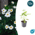 12x Anemone hyb. 'Honorine Jobert' - ↕10-25cm - Ø9cm