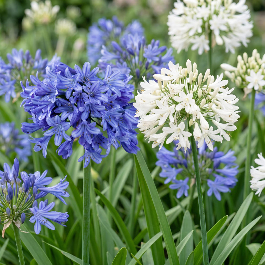 Vasteplant - Agapanthus Duo - Afrikaanse Lelie - Bijen en Vlinderlokkers - Blauw - Wit - 6 Planten - Pot 11cm - Hoogte 15-25cm