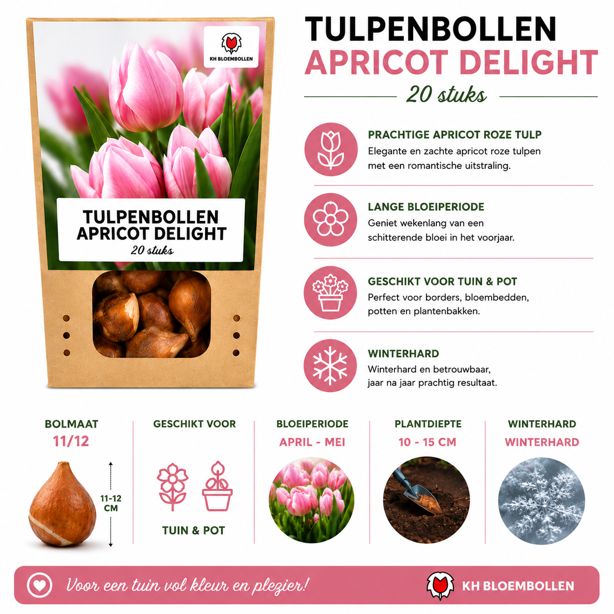 Tulpenbollen Apricot Delight – 20 Stuks | KH Bloembollen® | Roze Apricot Tulp – Zacht & Fris – Cadeau voor Tuin of Pot – Maat 11/12 – Vers van de Teler!